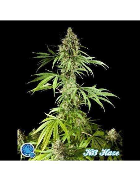 PHILOSOPHER SEEDS - K-13 Haze - 1