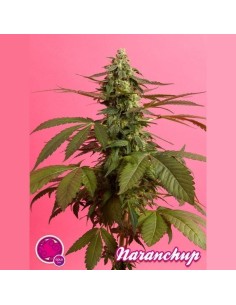 PHILOSOPHER SEEDS - Narachup - 1