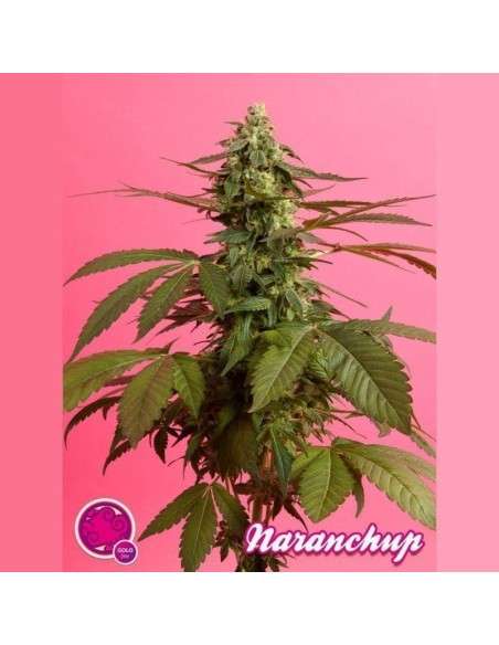 PHILOSOPHER SEEDS - Narachup - 1