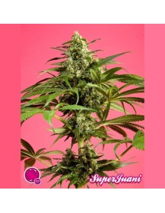 PHILOSOPHER SEEDS - SugarJuani - 1