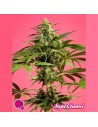 PHILOSOPHER SEEDS - SugarJuani - 1