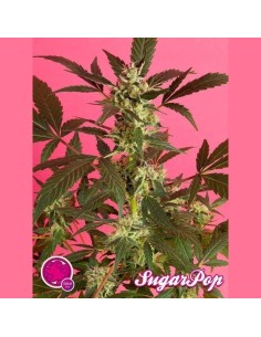 PHILOSOPHER SEEDS - SugarPop - 1