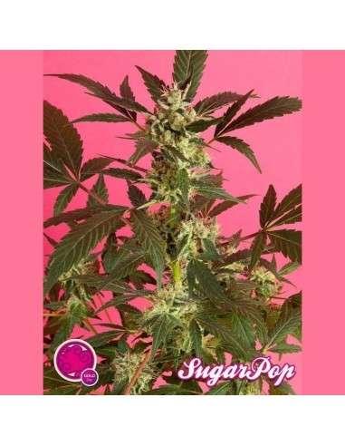 PHILOSOPHER SEEDS - SugarPop - 1