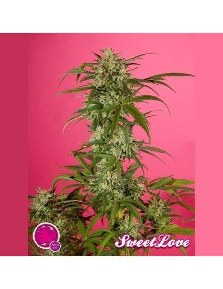 PHILOSOPHER SEEDS - SweetLove - 1