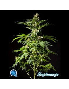 PHILOSOPHER SEEDS - Tropimango - 1