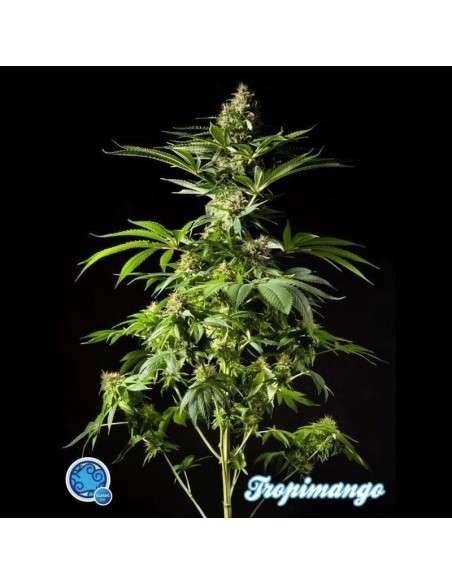 PHILOSOPHER SEEDS - Tropimango - 1
