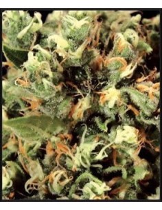 GREEN HOUSE SEEDS - Kalashnikova - 1 2