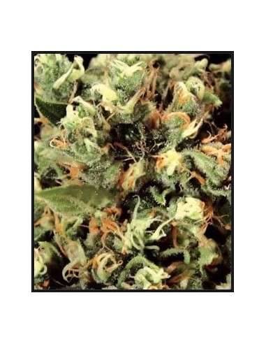 GREEN HOUSE SEEDS - Kalashnikova - 2