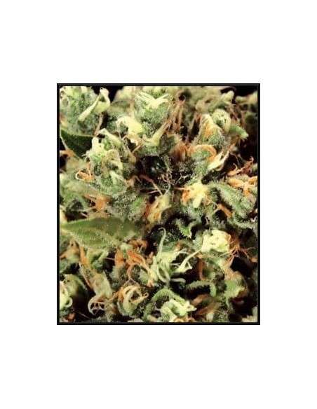 GREEN HOUSE SEEDS - Kalashnikova - 2