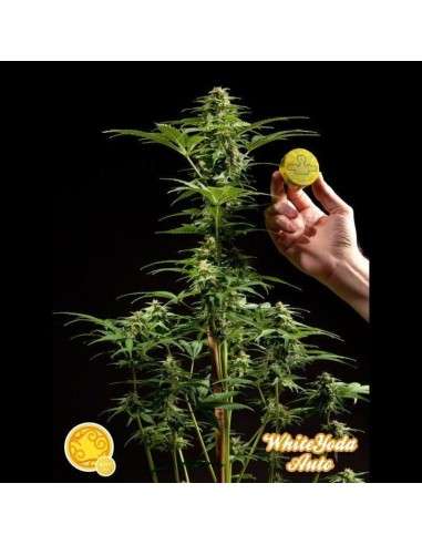 PHILOSOPHER SEEDS - White Yoda Auto - 1