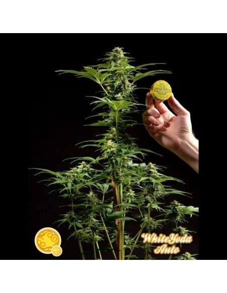 PHILOSOPHER SEEDS - White Yoda Auto - 1
