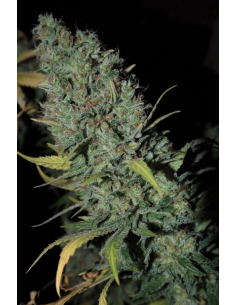 DINAFEM - Strawberry Amnesia - 1