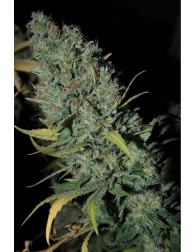 DINAFEM - Strawberry Amnesia - 1
