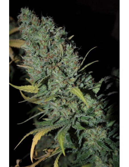 DINAFEM - Strawberry Amnesia - 1
