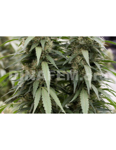 DINAFEM - Strawberry Amnesia - 1 2