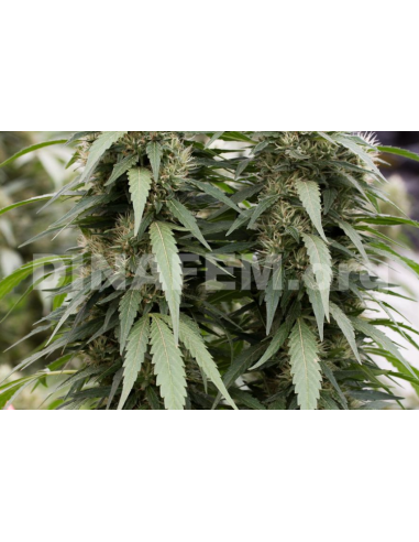 DINAFEM - Strawberry Amnesia - 2