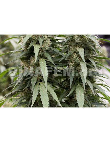DINAFEM - Strawberry Amnesia - 2