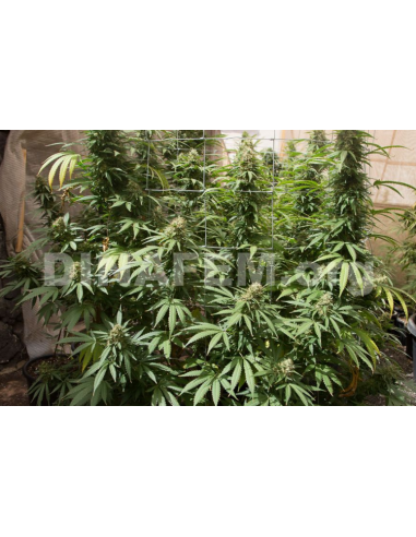 DINAFEM - Strawberry Amnesia - 3