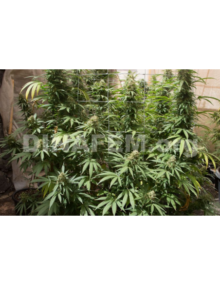 DINAFEM - Strawberry Amnesia - 3
