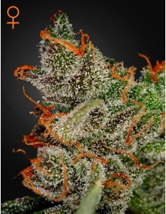 GREEN HOUSE SEEDS - King's Kush - 1