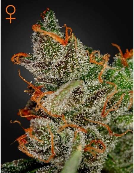 GREEN HOUSE SEEDS - King's Kush - 1