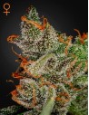 GREEN HOUSE SEEDS - King's Kush - 1