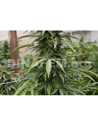 DINAFEM - Strawberry Amnesia - 4