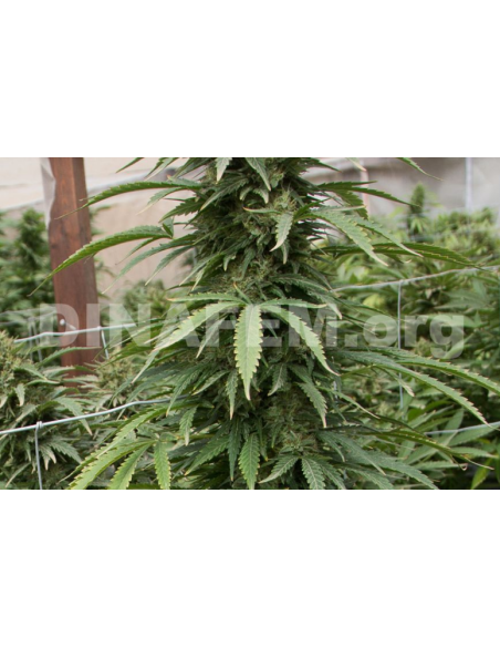 DINAFEM - Strawberry Amnesia - 4
