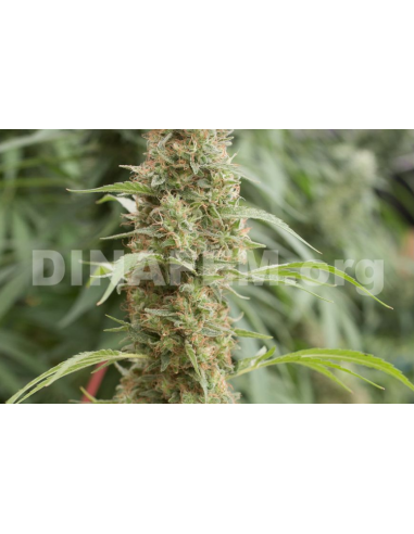 DINAFEM - Strawberry Amnesia - 6