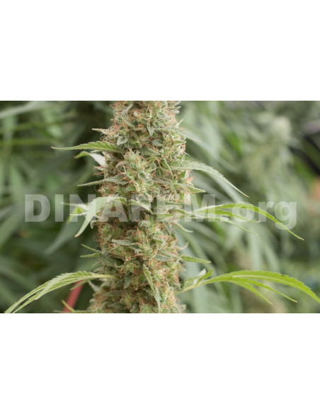 DINAFEM - Strawberry Amnesia - 6