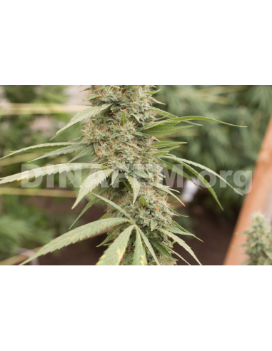 DINAFEM - Strawberry Amnesia - 7