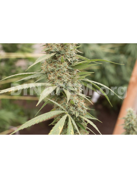 DINAFEM - Strawberry Amnesia - 7
