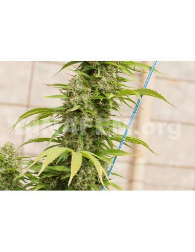 DINAFEM - Strawberry Amnesia - 8