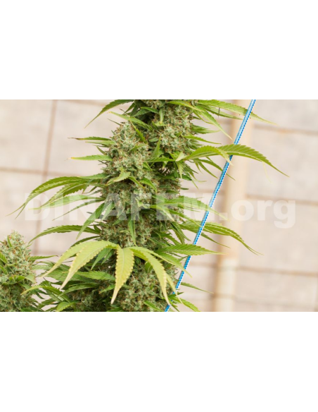 DINAFEM - Strawberry Amnesia - 8