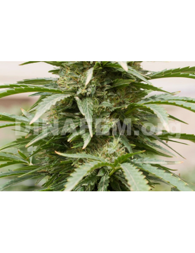 DINAFEM - Strawberry Amnesia - 9