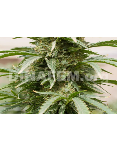 DINAFEM - Strawberry Amnesia - 9