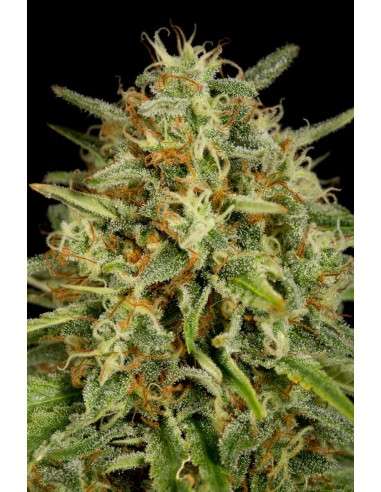 DINAFEM - Strawberry Amnesia - 10