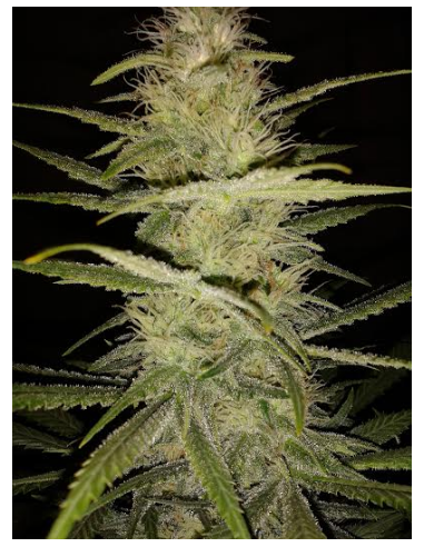 DINAFEM - Strawberry Amnesia - 11