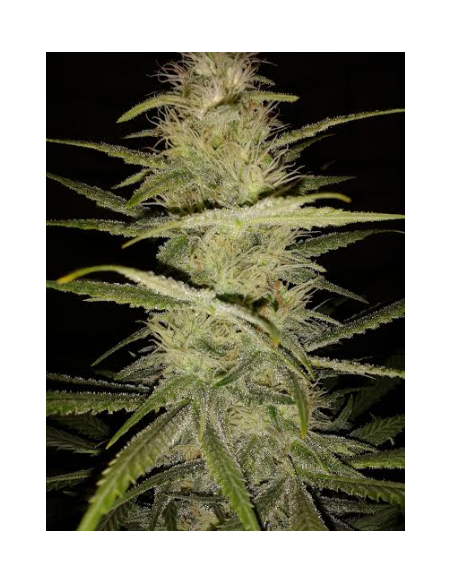 DINAFEM - Strawberry Amnesia - 11