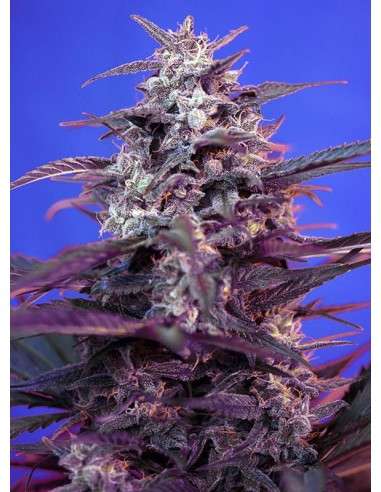 SWEET SEEDS - Bloody Skunk Auto - 1