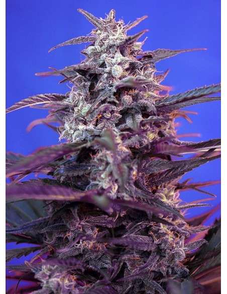 SWEET SEEDS - Bloody Skunk Auto - 1