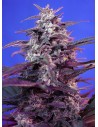 SWEET SEEDS - Bloody Skunk Auto - 1