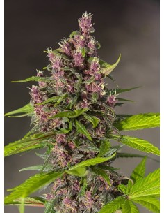 SWEET SEEDS - Bloody Skunk Auto - 1 2