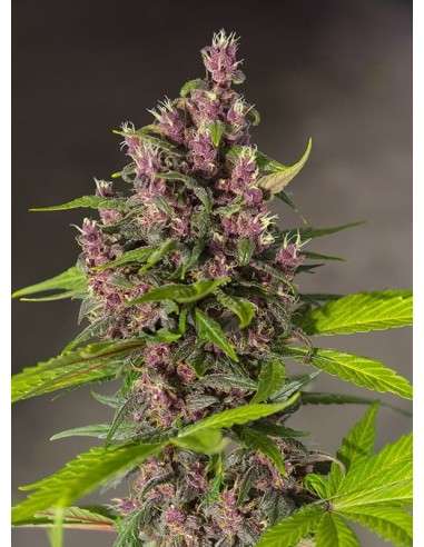 SWEET SEEDS - Bloody Skunk Auto - 2