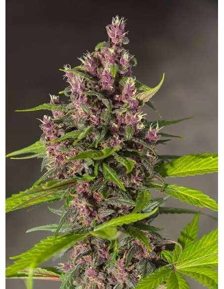 SWEET SEEDS - Bloody Skunk Auto - 2