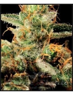 GREEN HOUSE SEEDS - King's Kush - 1 2