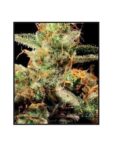 GREEN HOUSE SEEDS - King's Kush - 2