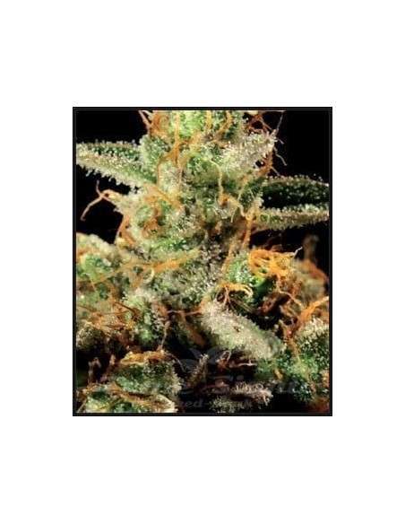 GREEN HOUSE SEEDS - King's Kush - 2