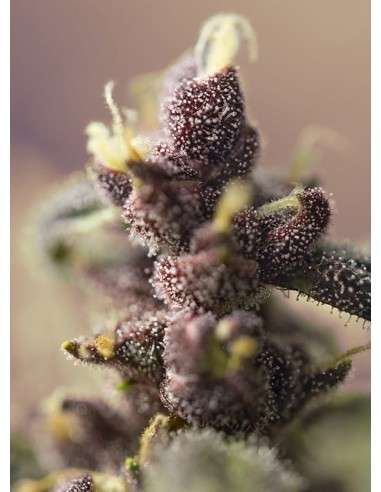 SWEET SEEDS - Bloody Skunk Auto - 3