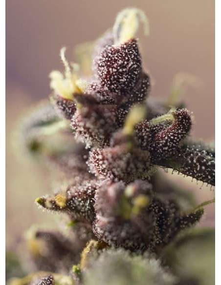 SWEET SEEDS - Bloody Skunk Auto - 3